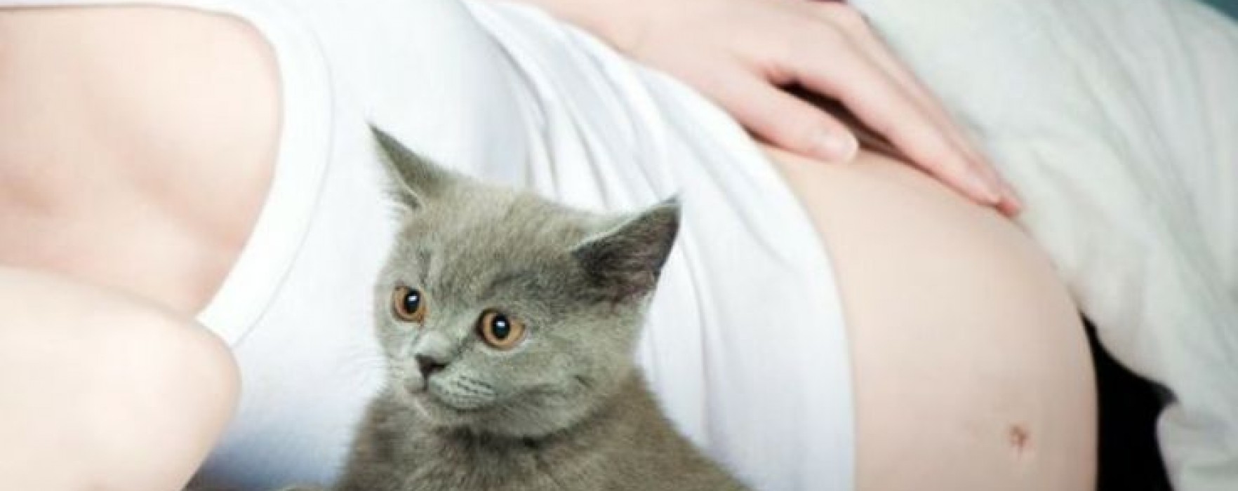 Τοξοπλάσμωση και κατοικίδιο
