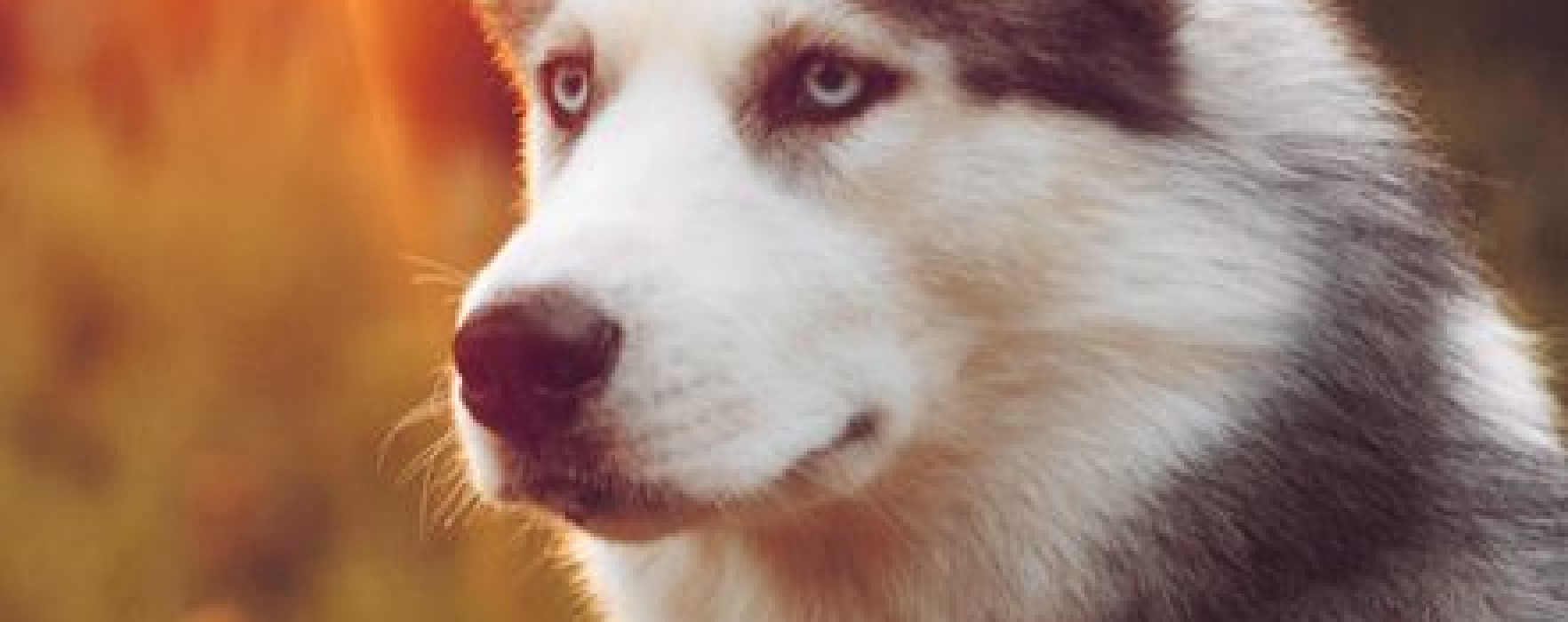 Siberian Husky