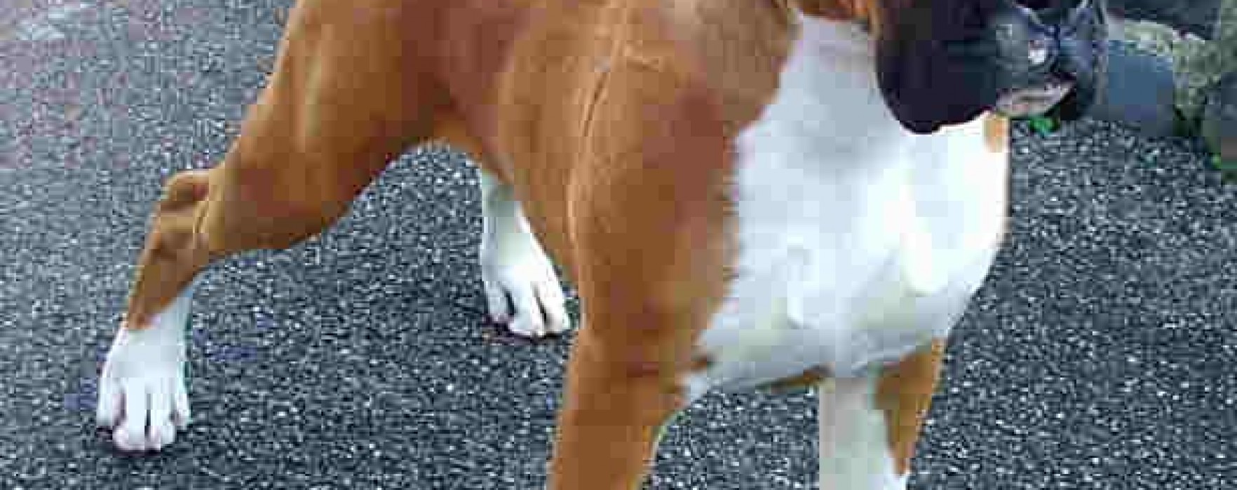 Boxer
