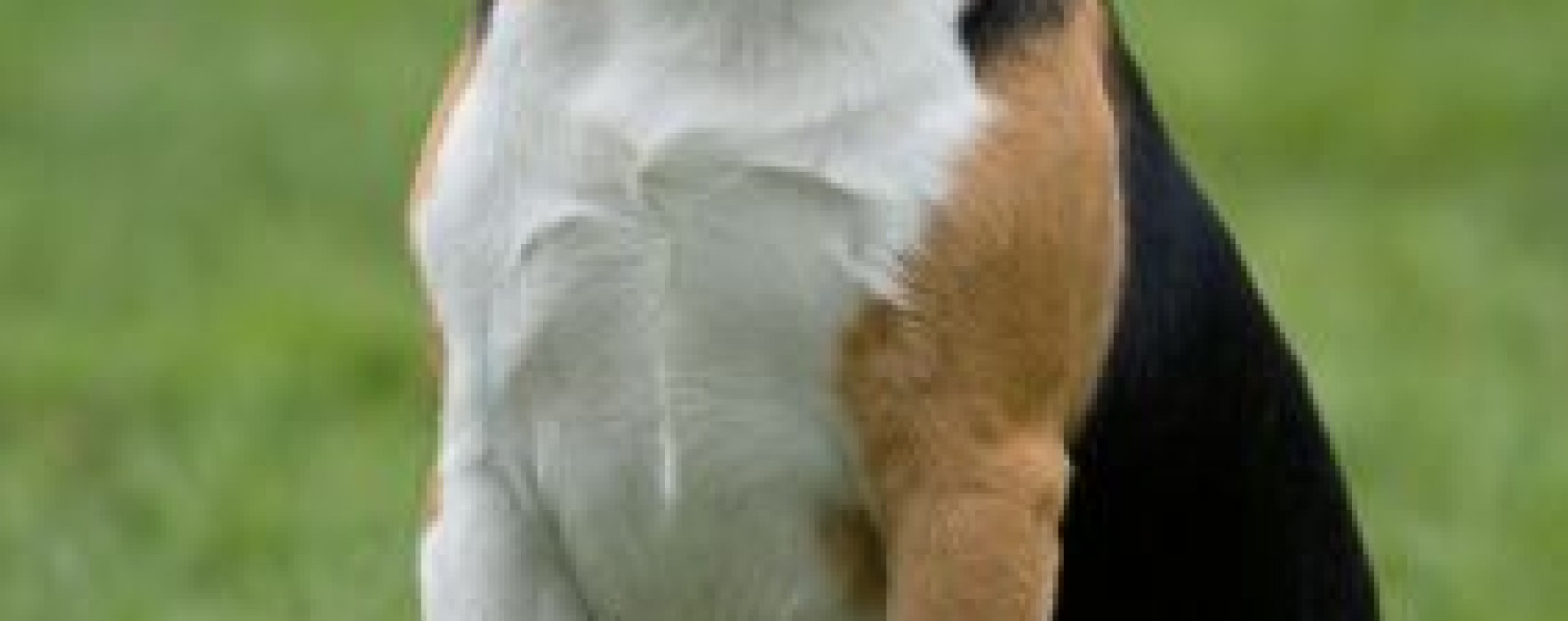 Beagle