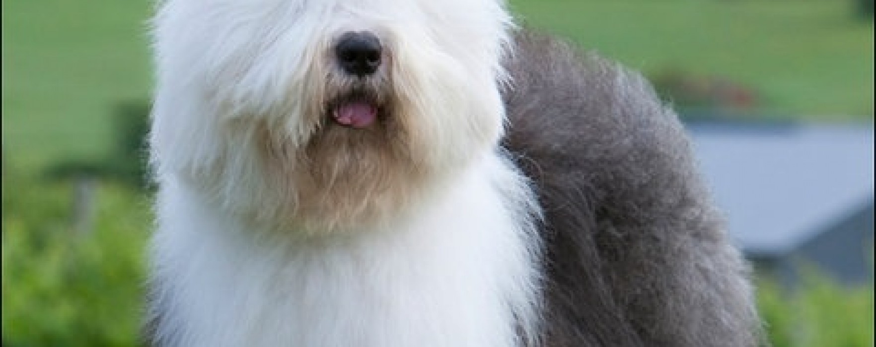 Bobtail