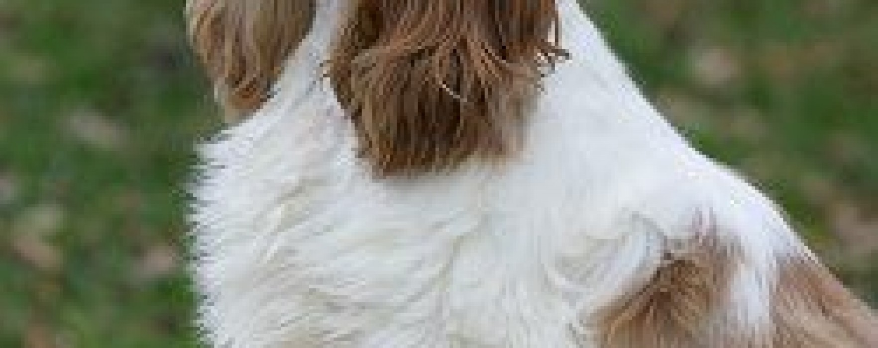 American Cocker Spaniel