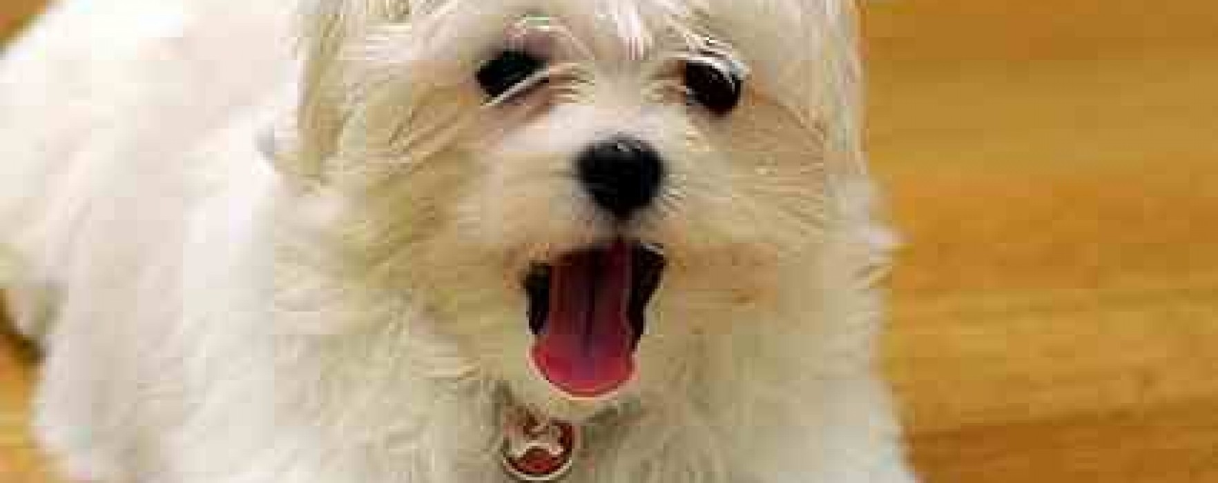 Maltese Dog Grooming